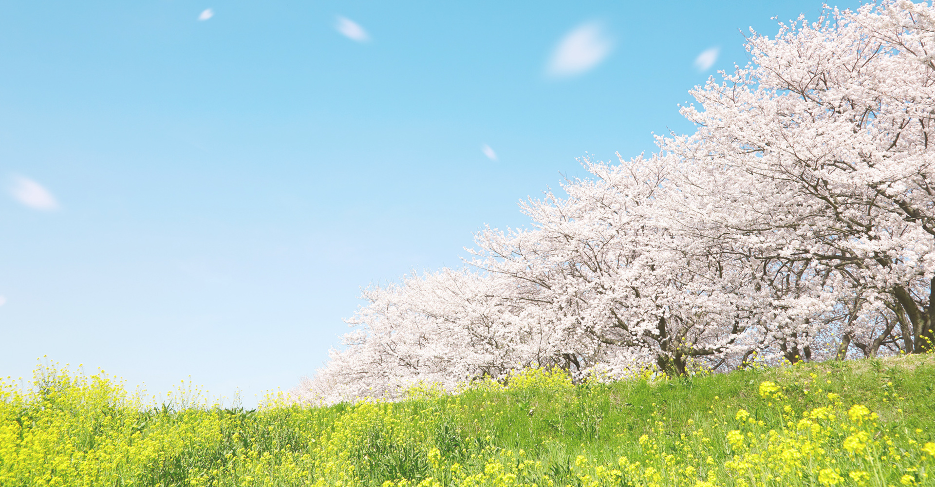 24時間安心在宅介護のクローバー合同会社｜京都 伏見区 醍醐の定期巡回・随時対応型訪問介護、居宅介護